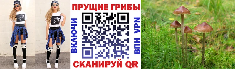 Псилоцибиновые грибы Psilocybine cubensis  Губаха 